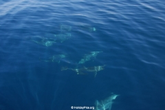 Whale & Dolphin Watching Mirissa Bach