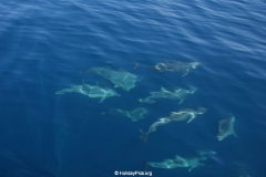 Whale & Dolphin Watching Mirissa Bach