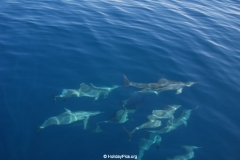 Whale & Dolphin Watching Mirissa Bach