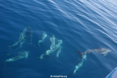 Whale & Dolphin Watching Mirissa Bach