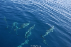 Whale & Dolphin Watching Mirissa Bach