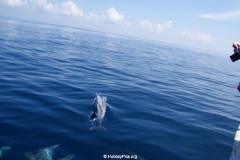 Whale & Dolphin Watching Mirissa Bach