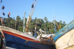 Whale-Dolphin-Watching-090_