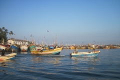 Whale-Dolphin-Watching-091_