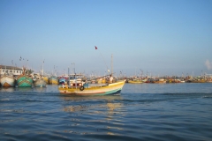 Whale-Dolphin-Watching-092_