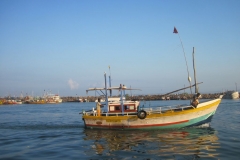 Whale-Dolphin-Watching-094_