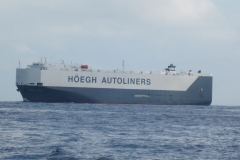 Whale-Dolphin-Watching-100_