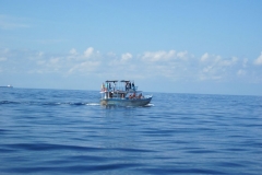 Whale-Dolphin-Watching-101_