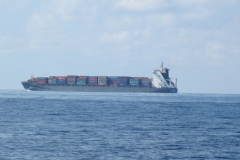 Whale-Dolphin-Watching-102_