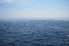 Whale-Dolphin-Watching-103_