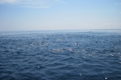 Whale-Dolphin-Watching-104_