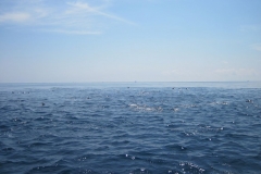 Whale-Dolphin-Watching-105_