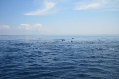 Whale-Dolphin-Watching-106_