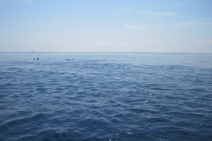Whale-Dolphin-Watching-107_