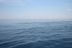 Whale-Dolphin-Watching-108_