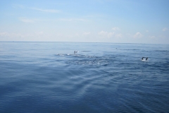 Whale-Dolphin-Watching-109_