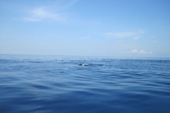 Whale-Dolphin-Watching-110_