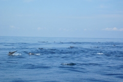 Whale-Dolphin-Watching-111_