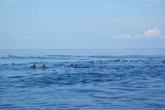 Whale-Dolphin-Watching-112_