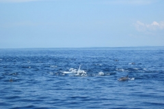 Whale-Dolphin-Watching-113_