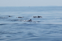 Whale-Dolphin-Watching-114_