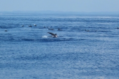 Whale-Dolphin-Watching-115_