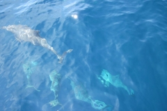 Whale-Dolphin-Watching-116_