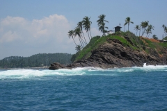 Whale-Dolphin-Watching-117_