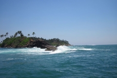 Whale-Dolphin-Watching-118_