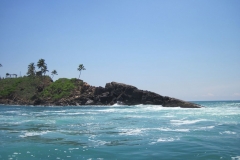 Whale-Dolphin-Watching-119_