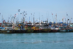 Whale-Dolphin-Watching-123_