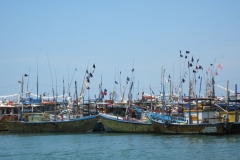 Whale-Dolphin-Watching-124_