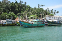 Whale-Dolphin-Watching-125_