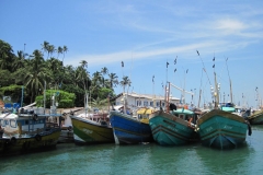 Whale-Dolphin-Watching-127_