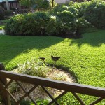 sunscape-casa-del-mar_017