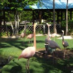 sunscape-casa-del-mar_021