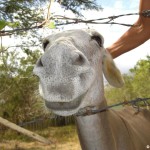 sunscape-tierwelt_139