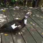 sunscape-tierwelt_141