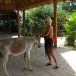 sunscape-und-der-hausesel_005