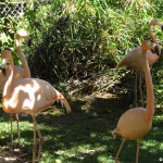 sunscape-casa-del-mar_flamingos-im-garten008