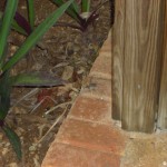 sunscape-casa-del-mar_und-ein-kleiner-bewohner066