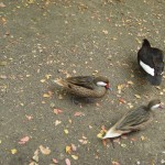 sunscape-kleine-tierwelt_064