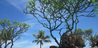 Grand Balisani Suites Seminyak – Schimmel