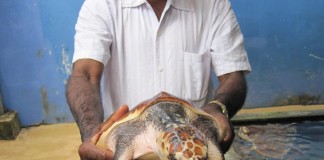Sea Turtle Farm Habaraduwa Sri Lanka
