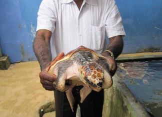 Sea Turtle Farm Habaraduwa Sri Lanka