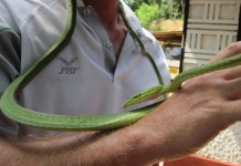 Snake Farm Telijjawila Weligama Sri Lanka