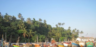 Whale & Dolphin Watching – Mirissa Bach – Sri Lanka