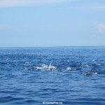 Whale-Dolphin-Watching-113