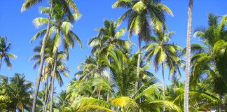 Grand Palladium Hotels – Punta Cana